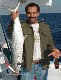 سمكة دراك مصطادة في البحر الأحمر وموضح نوع المجرور المستخدم في صيدها