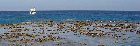Rich, warm coral reefs of the Red Sea