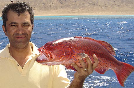 Diaa Ragab with a Saddle Grouper - Hurghada