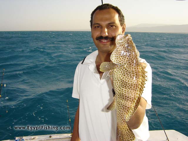 Egypt Fishing Photos: Grouper (still bottom fishing with rod and reel)
