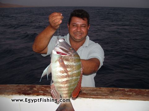 Hurghada Fish Photo: Snapper, deep sea fishing with handline (right after sunset)