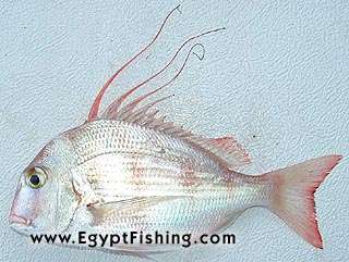 Gulf of Suez Fish Photo: King Soldierbream