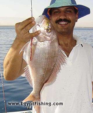 Egypt Fish Photo: Red Snapper