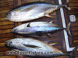 Rotes Meer fischen and Black-Fin Tuna (Middle),Deep Boat Trolling,Hurghada