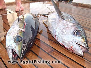 Yellow-Fin Tuna,Deep Boat Trolling,Hurghada