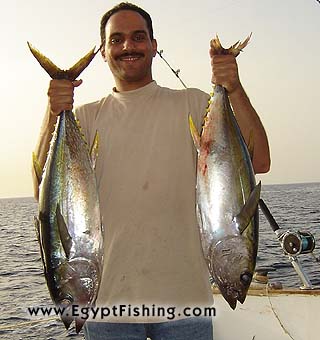 Yellow-Fin Tuna,Deep Boat Trolling,Hurghada