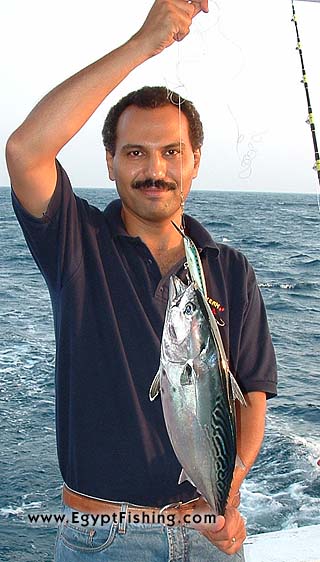 Bonito,Shallow Trolling (Rapala Magnum Green Striped Mackerel Lure Shown)<br>Gulf of Suez