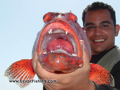 Saddle Grouper, deep sea fishing in the Red Sea in Sharm El-Sheikh سمكة الناجل في شرم الشيخ