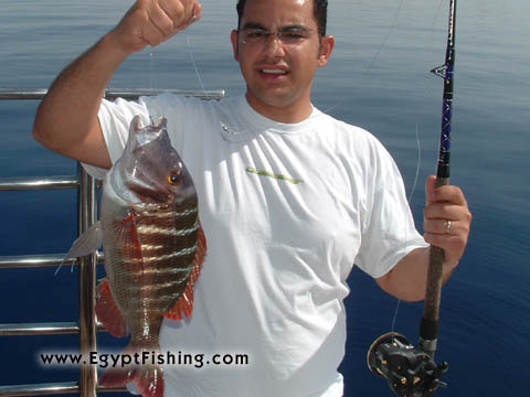 Sharm El-Sheikh fish picture: Snapper