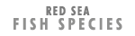Red Sea fish species for trolling, vertical jigging, and still bottom fishing