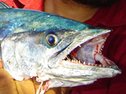 Link to King Fish (wahoo, spanish mackerel) Photo Page