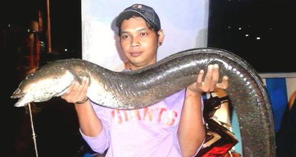 ثعبان سمك ضخم في شرق آسيا