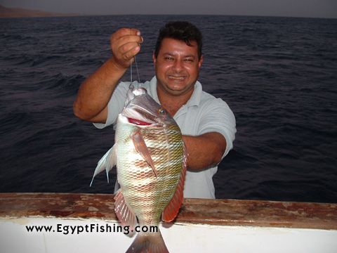 Deep-sea fishing picture in Souther Egyptian Red Sea