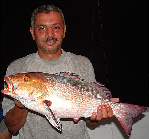 Bohar Snapper, Souther Egyptian Red Sea