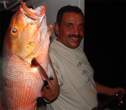 Photo of Bohar Snapper fish, Souther Egyptian Red Sea
