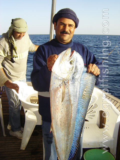 Dorado fish photo (Coryphaena Hippurus): Saltwater fish in Egypt