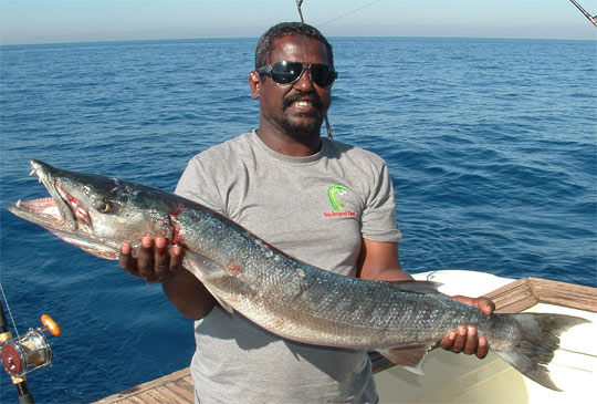 Mar Rosso, Egitto di pesca: Barracuda fish photo (Latin Name: Sphyraena Afra), Egyptian Boat, trolling, Hurghada, Egypt