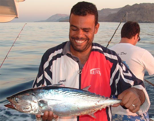 Red Sea Bonito,Shallow Trolling (Rapala Magnum Green Striped Mackerel Lure Shown), Gulf of Suez