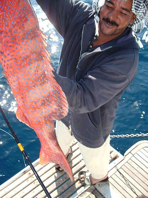 7.5kg Saddle Grouper in Hurghada (light rod and reel fishing set