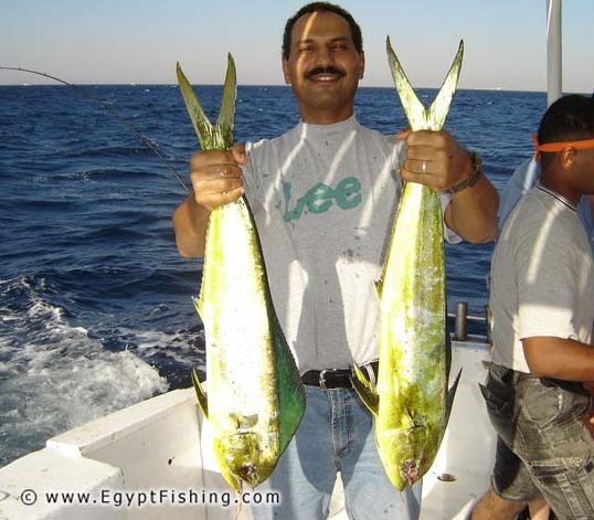 Red Sea Mahi Mahi fishing photo (Coryphaena Hippurus): Egyptian fishing boat