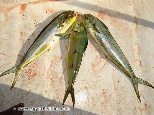Red Sea Dolphin Fish picture (Coryphaena Hippurus): Gulf of Suez fishing