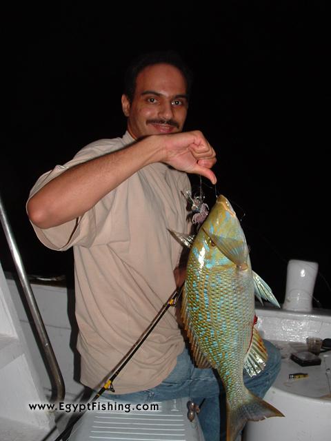 Fishing in Egypt's Night fishing for Emperor (Lethrinus Nebulosus) in Hurghada