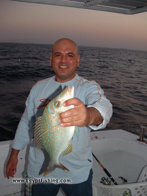 Image for Egypt Fishing's Emperor Fish (Lethrinus Nebulosus) Still fishing