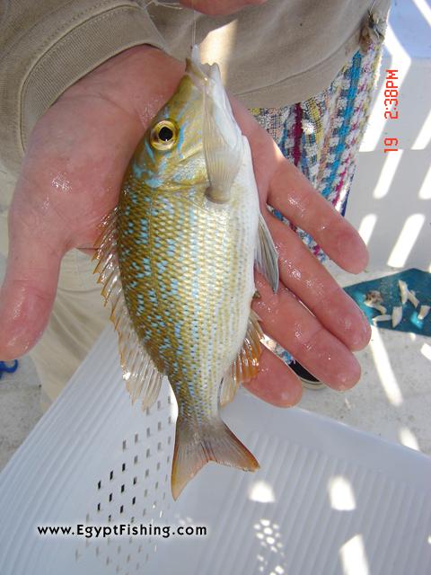 Fishing Egypt for Emperor Fish (Lethrinus Nebulosus) Red Sea fish Species