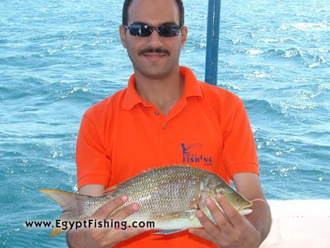 Fishing the Red Sea (Lethrinus Nebulosus)