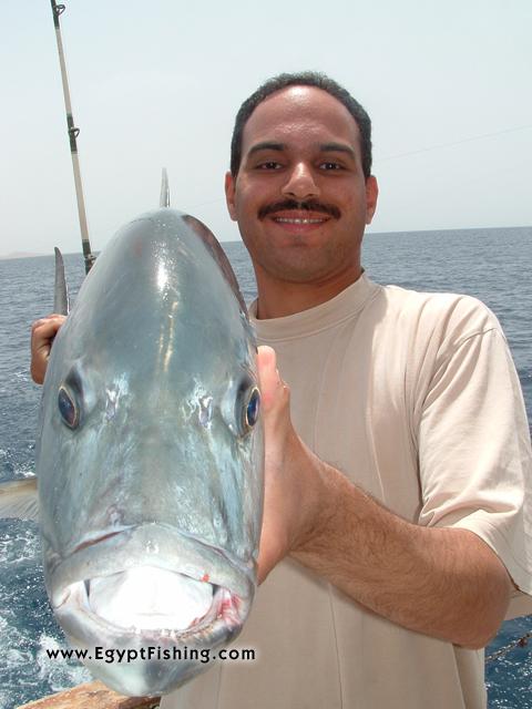 Picture of Caranx Ignobilis-Giant Trevally (GT) in Egypt: Deep sea trolling