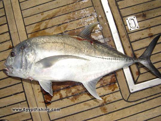Image of Angeln:Egyptian fishing boat,  Deep sea trolling