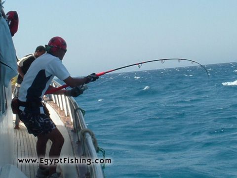 Picture of Pescados Egipcios (Pesci egiziani): Poppering (surface casting)