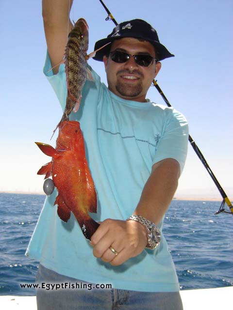 Deep sea bottom Fishing with cut Squid