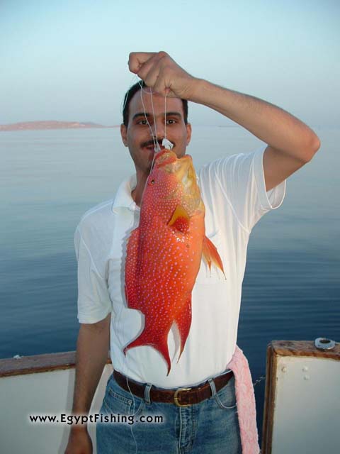 Moon Grouper (aka Moontail), Hurghada, light rod and reel