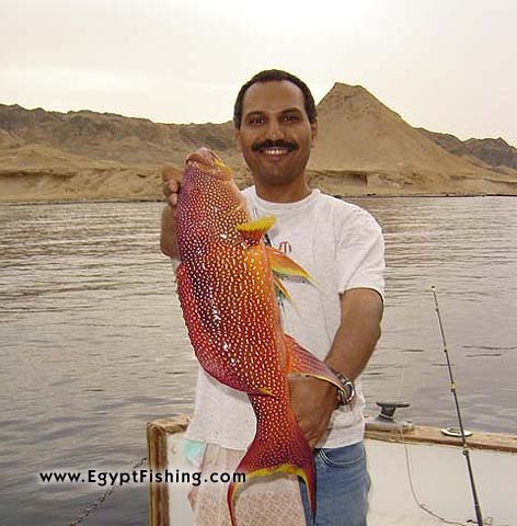Moontail grouper in Hurghada with Shadwan island in the backdropسمكة الشريفة في الغردقة