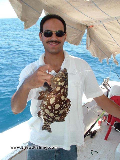 Grouper in the Gulf of Suez, eastern coast of Egypt سمكة الكوشر في الزعفرانة - خليج السويس  