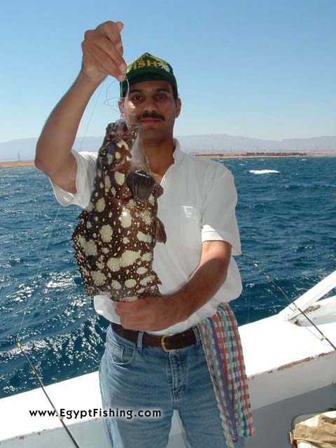 Grouper, deep sea fishing, Gulf of Suez in Egyptسمكة الكوشر في الزعفرانة - خليج السويس