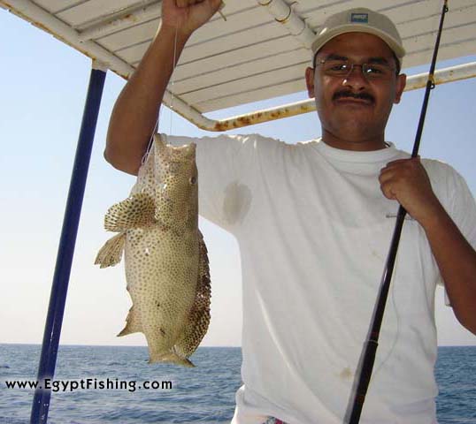 Bottom still fishing with sardine/squid cocktailسمكة الكوشر في الزعفرانة - خليج السويس 