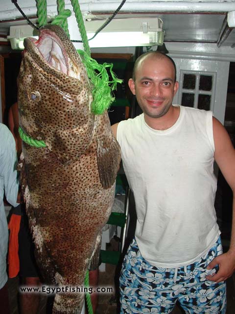 Arabian or Greasy Grouper (Tauvina), Egyptian fishing boatصيد المياه العميقة باستخدام الحداف اليدوي