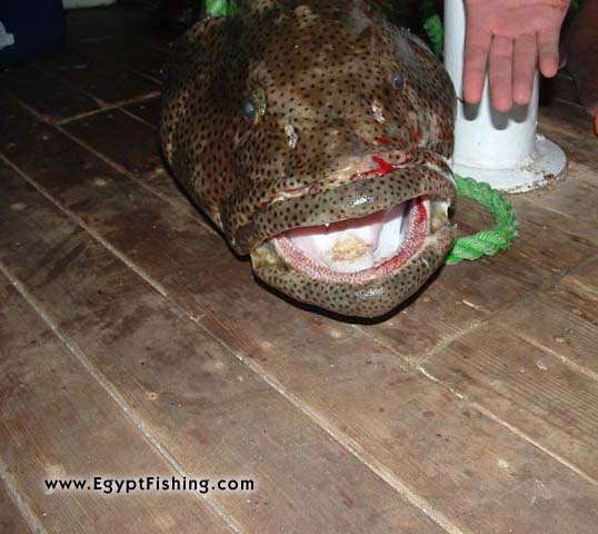 Big fish (Tauvina), bottom fishing in Egypt سمكة التاوين أو التاوينة في الغردقة