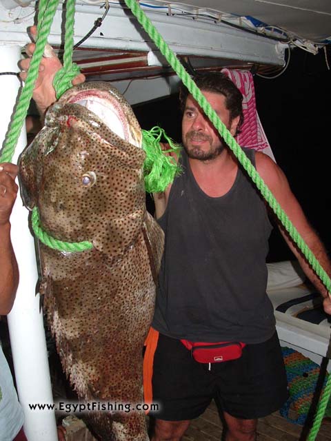 Egyptian fishing photo, Egyptian fishermanسمكة التاوين في الغردقة - البحر الأحمر