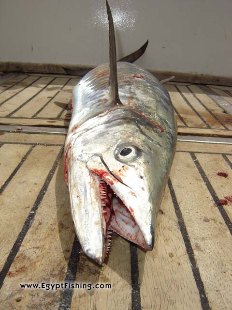 Red Sea King Mackerel or Red Sea Wahoo Fish