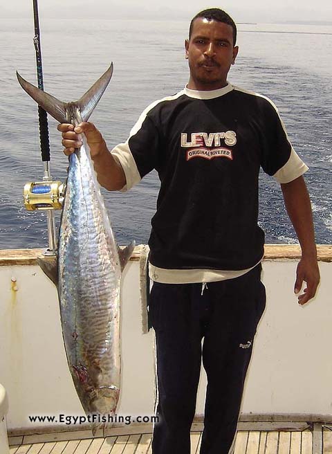 Red Sea Saltwater trolling with natural fish