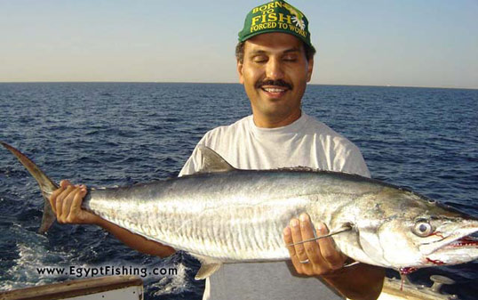 Picture of Red Sea trolling in Egypt with lures