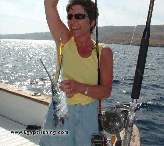 Pche (L'Egypte): Giant Needle Fish Severely Attacked by a Giant Barracuda,Shallow Boat Trolling, 18cm Orange Floating Lure (shown),Hurghada