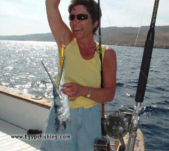 Red Sea Fishing: Pictures of Needle Fish or Needlefish