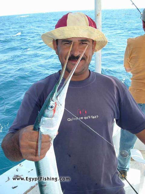 Pesca Egipto: Needle Fish,Surface Still Fishing with Natural Cut Bait,Gulf of Suez