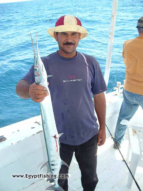 giant needlefish