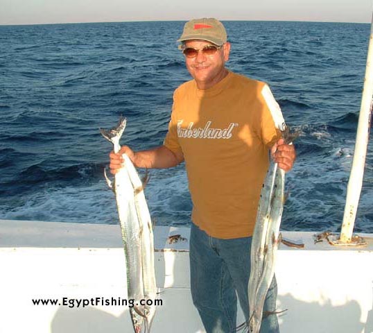Red Sea Needle Fish,Surface Still Fishing with Natural Cut Bait,Gulf of Suez