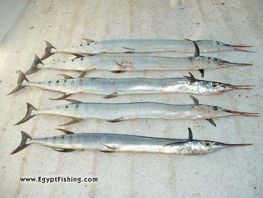 Red Sea Needle Fish,Surface Still Fishing with Natural Cut Bait,Gulf of Suez